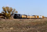 Colorful cottonwood